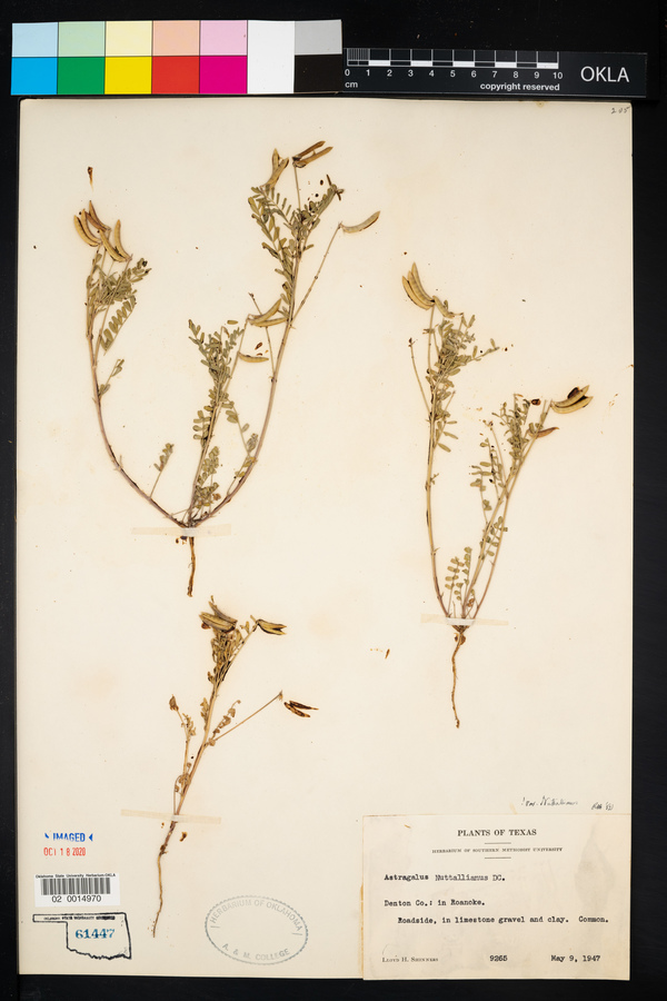 Astragalus nuttallianus var. nuttallianus image