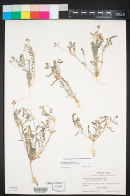 Astragalus nuttallianus image