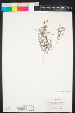 Astragalus nuttallianus image