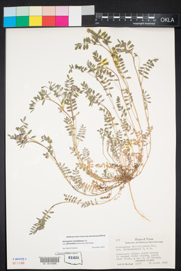 Astragalus pleianthus image