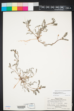 Astragalus pleianthus image