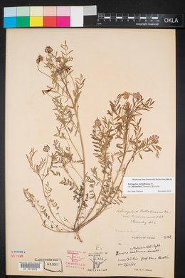 Astragalus pleianthus image