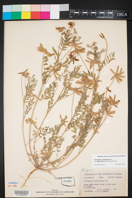 Astragalus pleianthus image