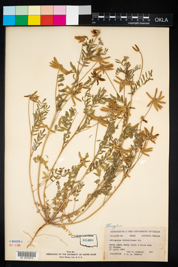 Astragalus pleianthus image