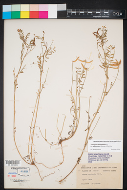 Astragalus pleianthus image