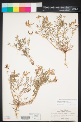 Astragalus pleianthus image