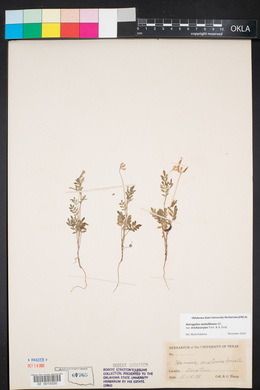 Astragalus nuttallianus image