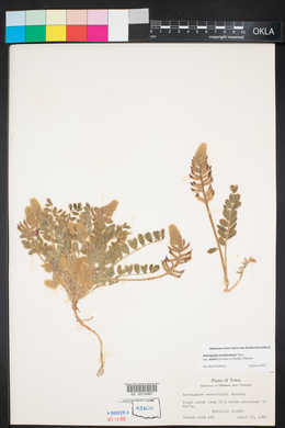 Astragalus mollissimus var. earlei image