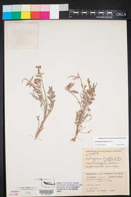 Astragalus lotiflorus image