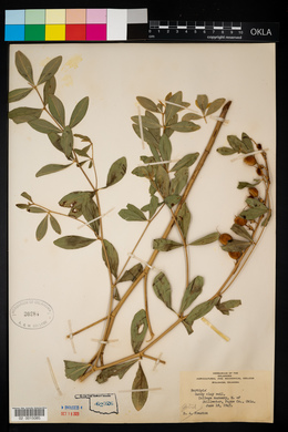 Baptisia sphaerocarpa image