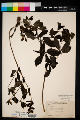 Baptisia x intermedia image