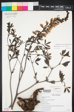 Baptisia alba image