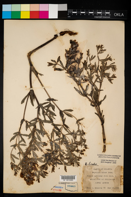 Baptisia australis var. minor image