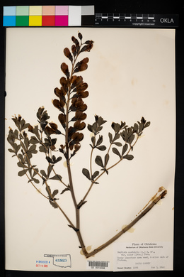 Baptisia australis image