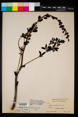 Baptisia australis image