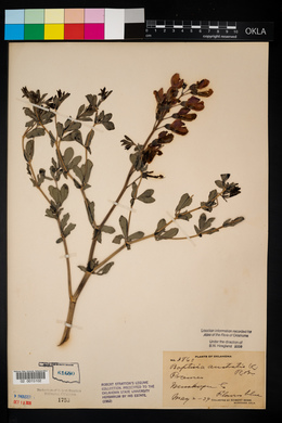 Baptisia australis image