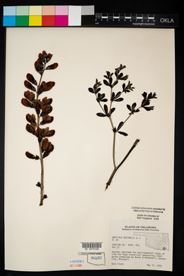 Baptisia australis image