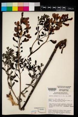 Baptisia australis var. minor image