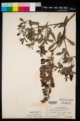 Baptisia australis image