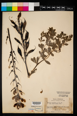 Baptisia australis image