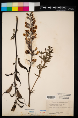 Baptisia australis var. minor image