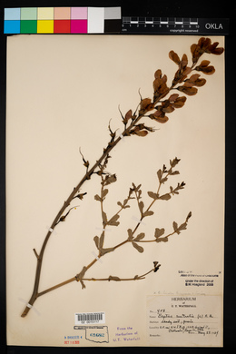 Baptisia bicolor image