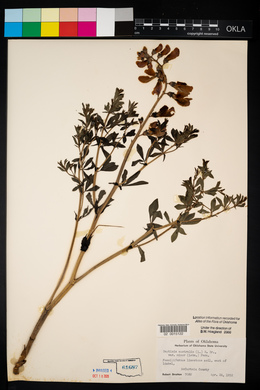 Baptisia australis var. minor image