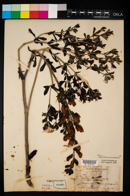 Baptisia australis var. minor image