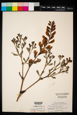 Baptisia australis image