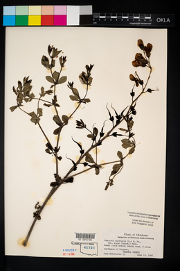 Baptisia australis image