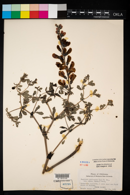 Baptisia australis var. minor image