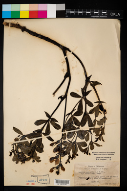 Baptisia australis image