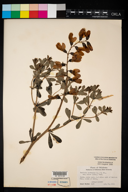 Baptisia australis var. minor image