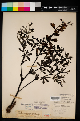 Baptisia australis image