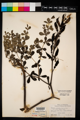 Baptisia australis image