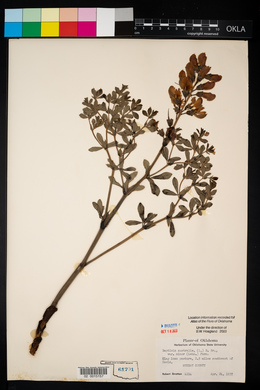 Baptisia australis var. minor image