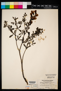 Baptisia australis image