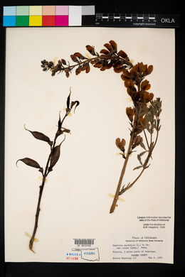 Baptisia australis var. minor image