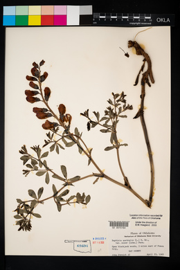 Baptisia australis image