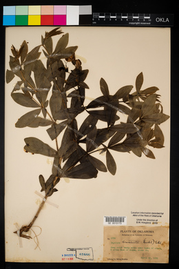 Baptisia bracteata image