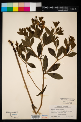 Baptisia x intermedia image