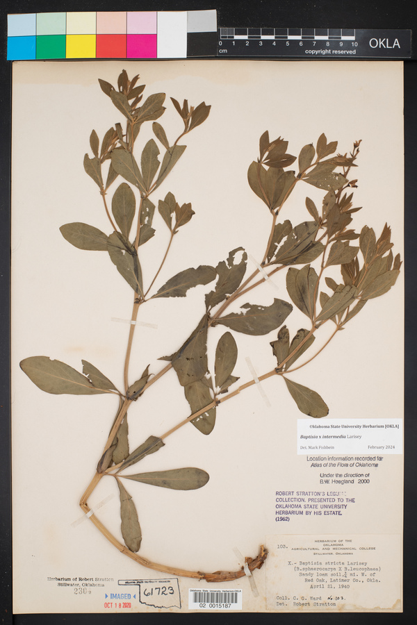 Baptisia x intermedia image
