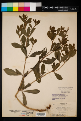 Baptisia x intermedia image