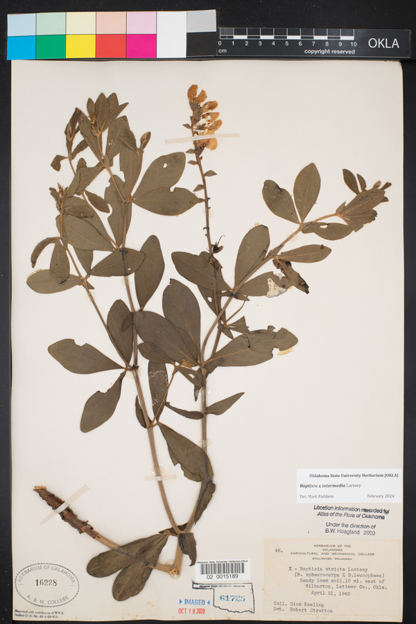 Baptisia x intermedia image