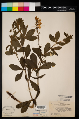 Baptisia x intermedia image