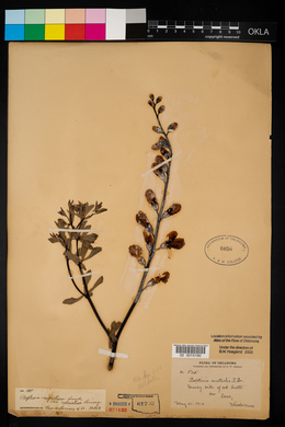 Baptisia australis var. minor image