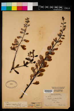 Baptisia australis image