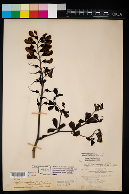 Baptisia australis var. minor image