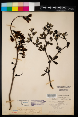 Baptisia australis image