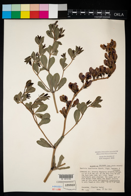 Baptisia x variicolor image